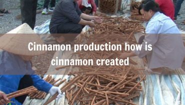 cinnamon-production-how-is-cinnamon-created